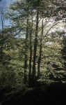 green-trees.jpg (329212 Byte) forest
