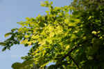 leaves-7j1q.jpg (140132 Byte)