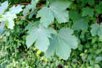 leaves-n7m1.jpg (127701 Byte)