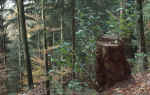 pic_forest.jpg (202450 Byte) forest