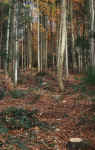 picture-forest.jpg (297192 Byte) forest