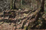 trees_roots-kd.jpg (312969 Byte) forest