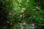 water-forest-u3n.jpg (192228 Byte)