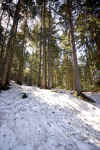 winter-forest-7n1.jpg (245600 Byte)