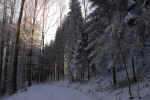 winter-forest-i3e.jpg (176845 Byte) trees