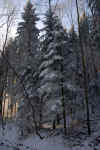 winter-forest-vi2.jpg (193825 Byte) snow