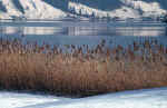 reeds-winter-lake.jpg (204209 Byte) lake shore winter