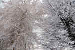 trees-winter-g72.jpg (298775 Byte) snow