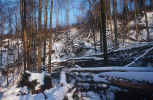 winter-forest-jh7.jpg (278087 Byte) winter