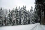 winter-forest-n73.jpg (190538 Byte) snow