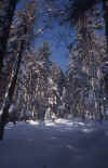 winter-forest_photo.jpg (214320 Byte) winter