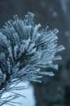 winter-frost_branch.jpg (115680 Byte) winter