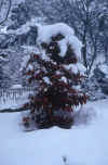 winter-tree_3.jpg (136733 Byte) winter