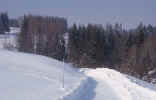 winter-trees_m6s.jpg (136063 Byte) winter