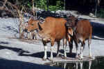 bantang_free_photo_gallery_animals_5.jpg (196901 Byte) bantang, pictures free download, fotos