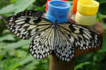 butterfly-5ls2.jpg (167845 Byte)