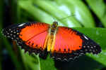 butterfly-m8iq.jpg (138986 Byte)
