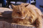 cat-68i7.jpg (155275 Byte) photo cat
