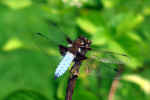 dragonfly-ndr5.jpg (106148 Byte) dragon fly