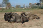 gnu.jpg (206198 Byte) Gnu, wildebeest, animals, free pics
