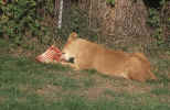 lion_2.jpg (276271 Byte) eating lion, free pics