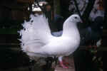 pigeon-4m6a.jpg (98151 Byte)