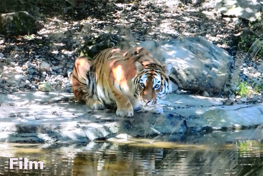 Tiger film