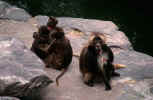 ape_animals_pictures.jpg (165776 Byte) ape, photo, bild affe