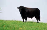 bull_animals_pic.jpg (124054 Byte) bull, photo, stier