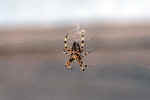 spider-di2c.jpg (92213 Byte)