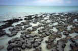 australia_117_steinekueste.jpg (195512 Byte) Stomatolites, Shark Bay, Western Australia, free pics