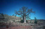 australia_86_tree.jpg (187394 Byte)