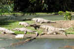 crocodils-7r2.jpg (196990 Byte) animals