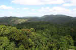 forest-z6c.jpg (172809 Byte) jungle
