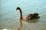 lake-monger-swan.jpg (295182 Byte) black swan, lake Monger, Perth