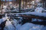 winter_trees-8.jpg (207203 Byte) winter